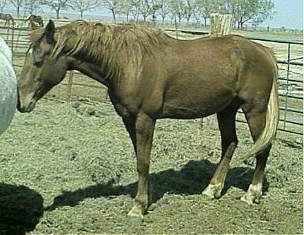 chestnutgelding2.jpg