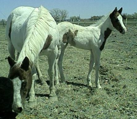 grade2003paintfilly.jpg