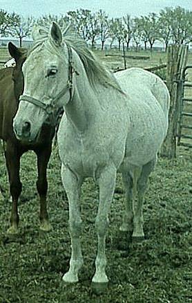 tbgelding2.jpg